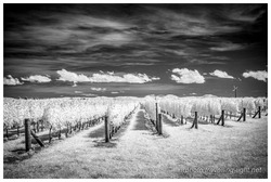 Vineyard, Hawke's Bay